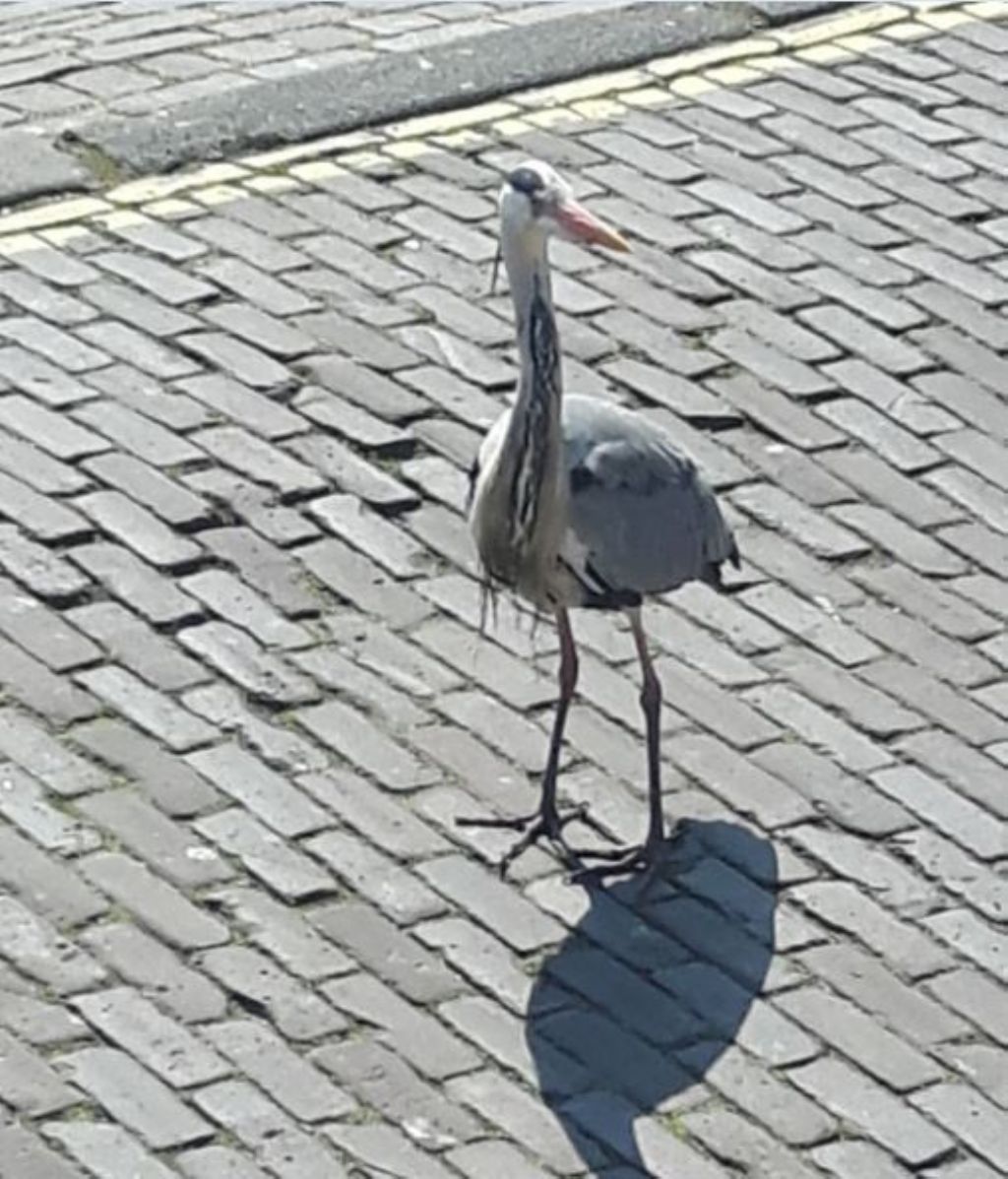 Airone cenerino (Ardea cinerea) olandese